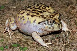 Mallee Spadefoot Toad (Neobatrachus pictus) (8743390489).jpg