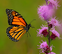 MariposaMonarcaP