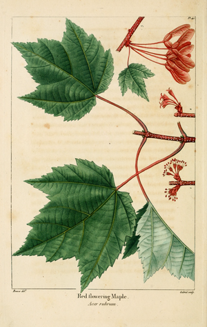 Archivo:NAS-041 Acer rubrum