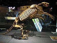 Archivo:Nothrotheriops skeleton at Springs Preserve