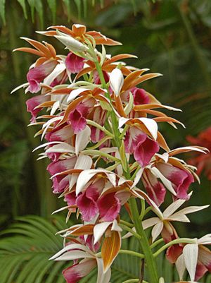 Archivo:Orchidaceae - Phaius tancarvilleae