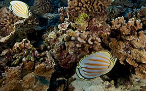 Ornate Butterfly Fish