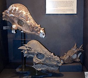 Archivo:Pachycephalosaurus ontogeny skulls - Museum of the Rockies - 2013-07-08
