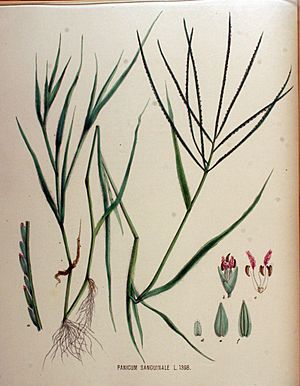 Archivo:Panicum sanguinale — Flora Batava — Volume v18
