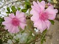 Pereskia quisqueyana, Sesar Rodriguez