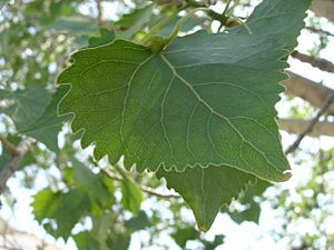 Archivo:Populus fremontii ssp. fremontii 001