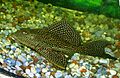 Pterygoplichthys sp. 1