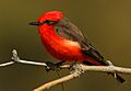 Pyrocephalus obscurus flammeus, Pima, Arizona 1