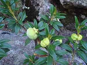 Archivo:Rhododendron ferrugineum b