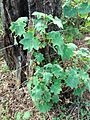 Roldana angulifolia
