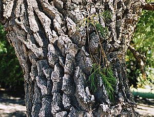 Archivo:Salix humboldtiana, bark (8644738436)