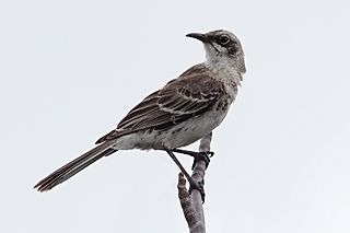 San Cristobal Mockingbird.jpg