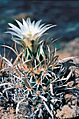 Sclerocactus papyracanthus fh 080 NM B