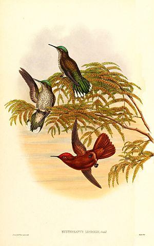 Archivo:Sephanoides fernandensis leyboldi