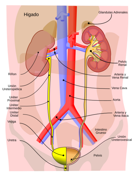 Sistema Urinario