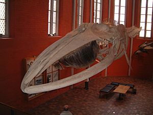 Archivo:Stralsund Meeresmuseum