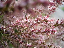 Archivo:Tamarix gallica bloemen