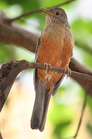 Archivo:Turdus-rufiventris