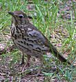 Turdus philomelos10