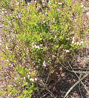 Archivo:Vaccinium myrsinites