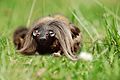 Wild Haggis