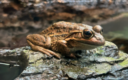 Yellow Spotted Frog ("Litoria" castanea).png