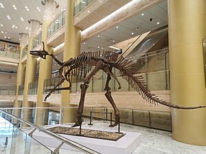 Archivo:山東博物館展示恐龍之二