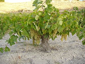 Archivo:08 Airen vine Spain