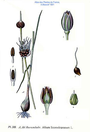 Archivo:318 Alliums scorodoprasum L