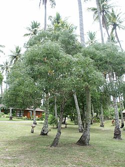 Acacia spirorbis.jpg
