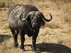 African Buffalo Syncerus caffer in Tanzania 3601 Nevit.jpg