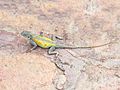 Agama impalearis