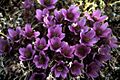 Alpine anemone
