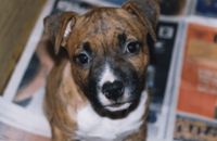 Archivo:American Staffordshire Terrier puppy
