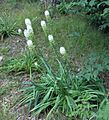 Amianthium muscitoxicum (homeredwardprice) 003