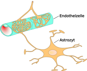 Archivo:Astrocyte endothel interaction 01