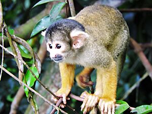 Archivo:Black-capped squirrel monkey (Chalalan)