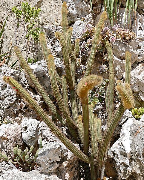 Bolivian Cactus (Cleistocactus samaipatanus) (35602689442)