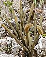 Bolivian Cactus (Cleistocactus samaipatanus) (35602689442)