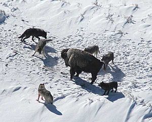 Archivo:Canis lupus pack surrounding Bison