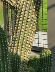 Archivo:Cephalocereus scoparius