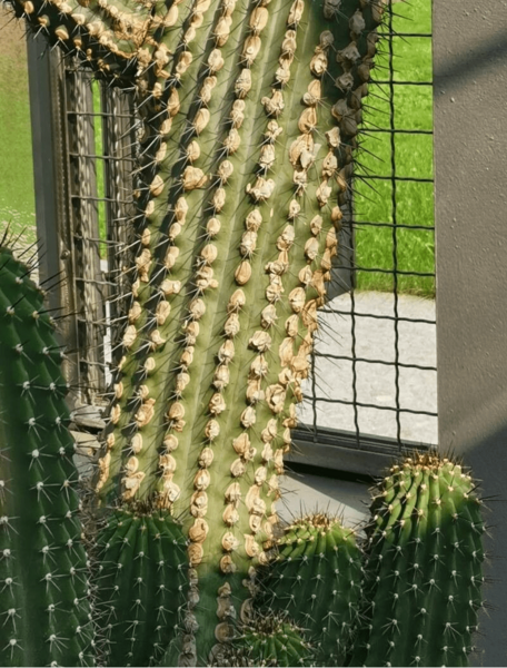 Cephalocereus scoparius