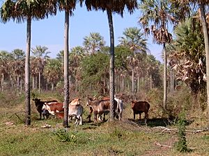 Archivo:Chaco Paraguay,cattle ranch, Presidente Hayes Province