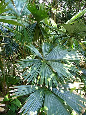Archivo:Chelyocarpus ulei 2
