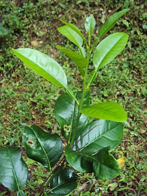 Archivo:Citrus aurantifolia leaves