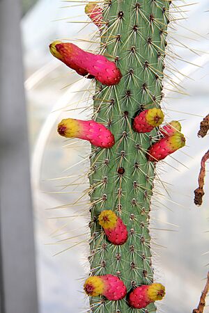 Archivo:Cleistocactus candelilla pm