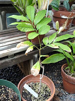 Archivo:Dimocarpus longan - Wellesley College - DSC09765