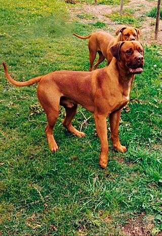 Dogo chileno.jpg