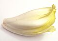 Endive p1160063