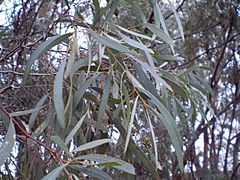 Archivo:Eucalyptus polybractea leaf